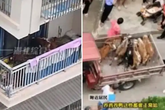 Un campesino intentó criar siete vacas en su balcón