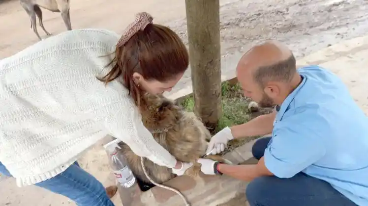 Perros en revisión. Por posible brote de leptospirosis