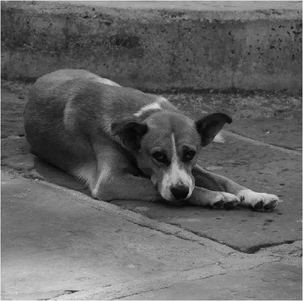 Jornada sobre Vínculo Humano-Animal