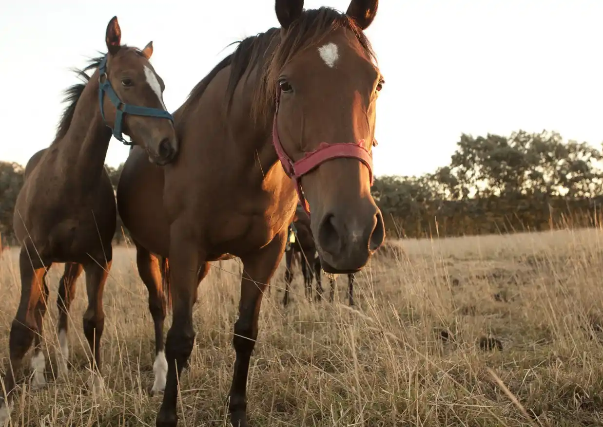 Encefalomielitis Equina: ya son más de mil los brotes y hay caballos afectados en casi toda la provincia