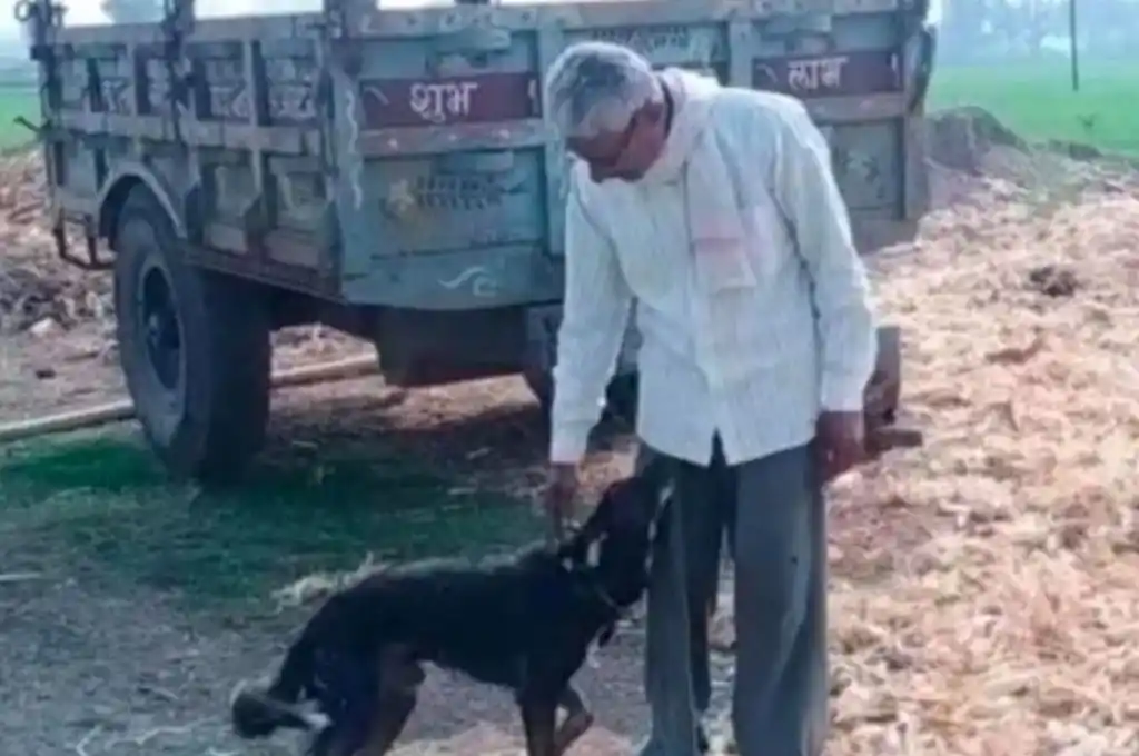 Insólito: un hombre de 50 años decidió dejarle la herencia a su perro