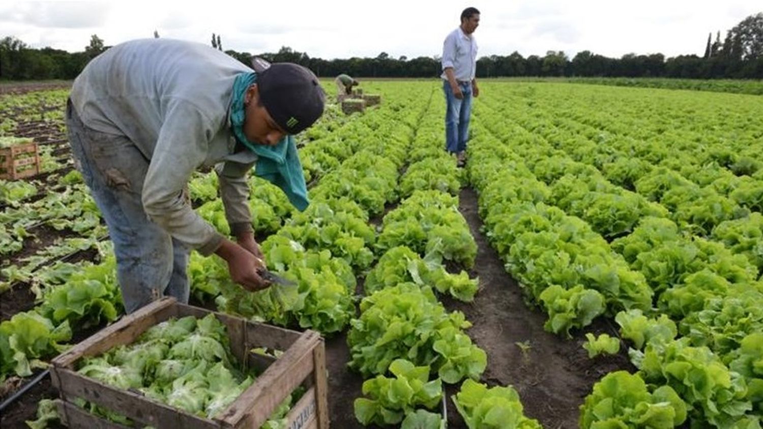 Trabajadores rurales percibirán el bono de 5.000 pesos en tres cuotas