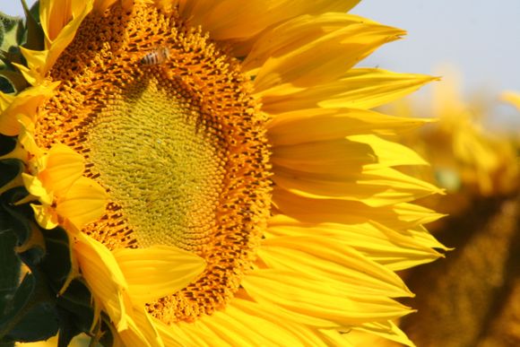 Los agroquímicos afectan capacidades clave de las abejas