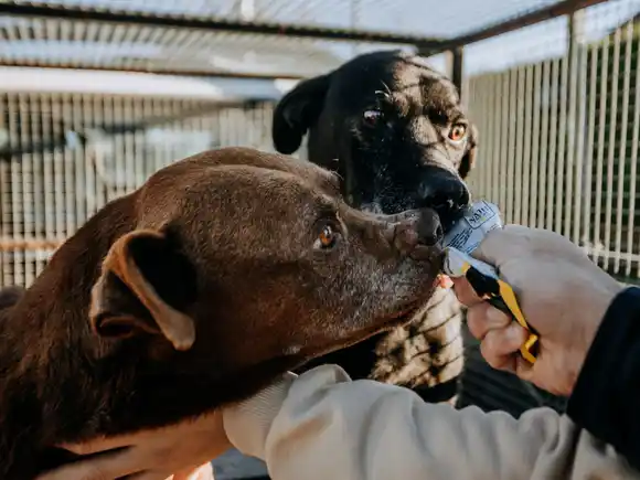 Del abandono a la esperanza: rescataron a dos perros víctimas de maltrato