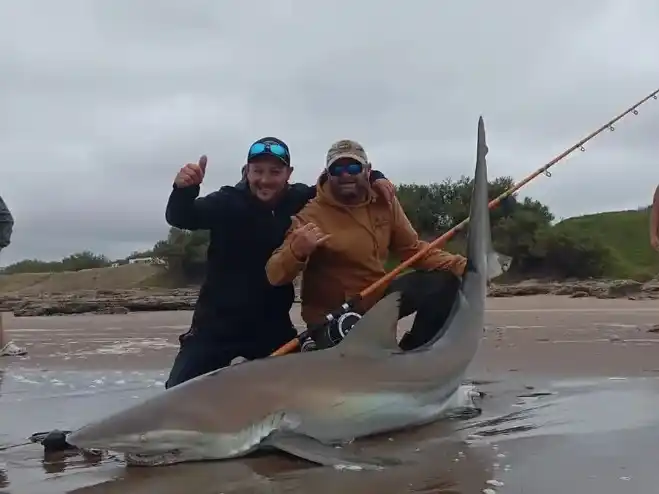 tiburones