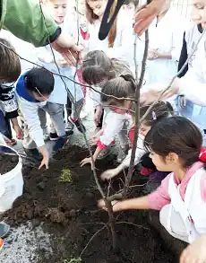 Alumnos repusieron un árbol en la Escuela Nº 3