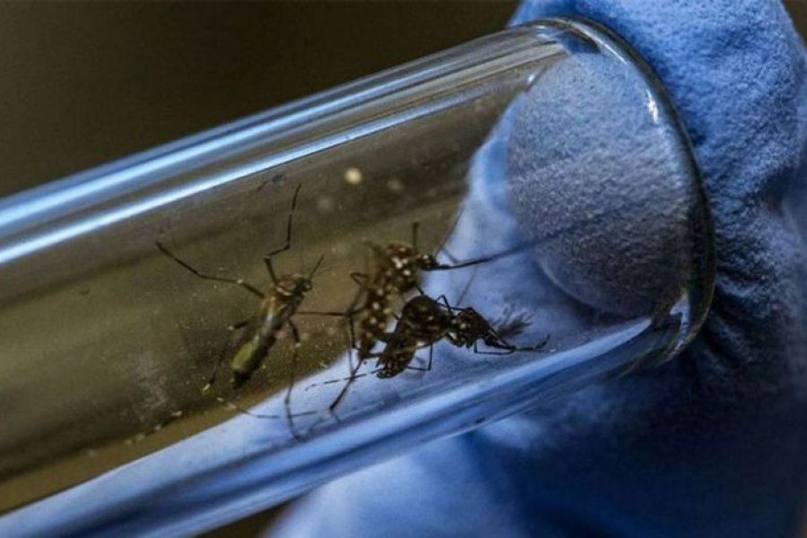 Ataque de mosquitos: ¿Por qué pican más a unos que a otros?