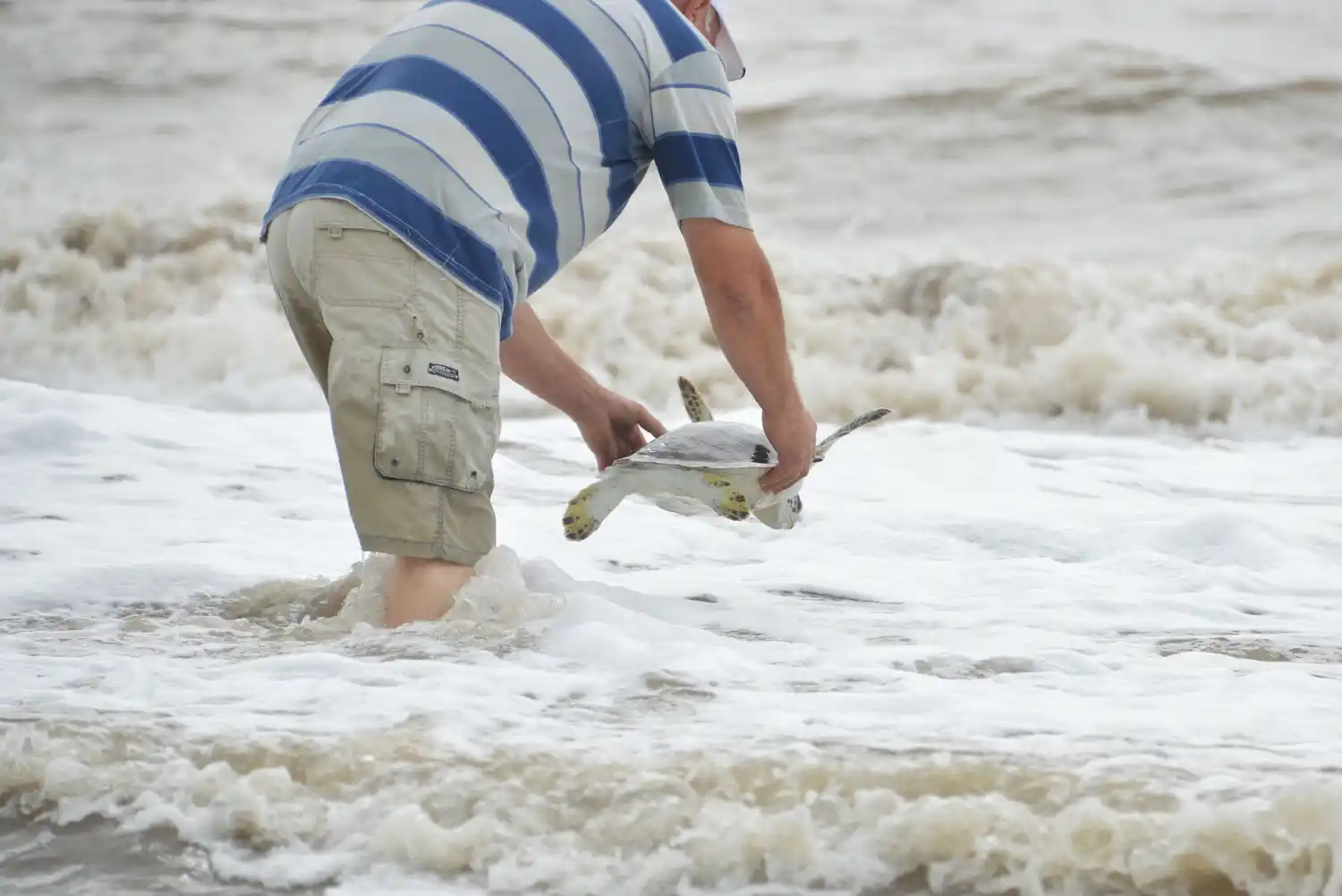 San Clemente del Tuyú: La tortuga que expulsó un plástico de 1,20 metros pudo volver al mar