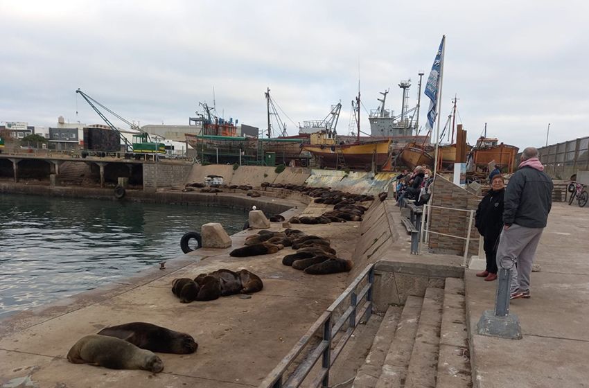 Gripe aviar: ya murieron más de cien lobos en playas de Mar del Plata y Necochea