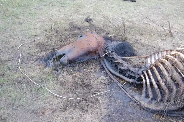 Carnearon dos yeguarizos en Sarandí