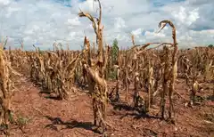 La sequía en Entre Ríos provocó pérdidas ganaderas por más de U$S492 millones