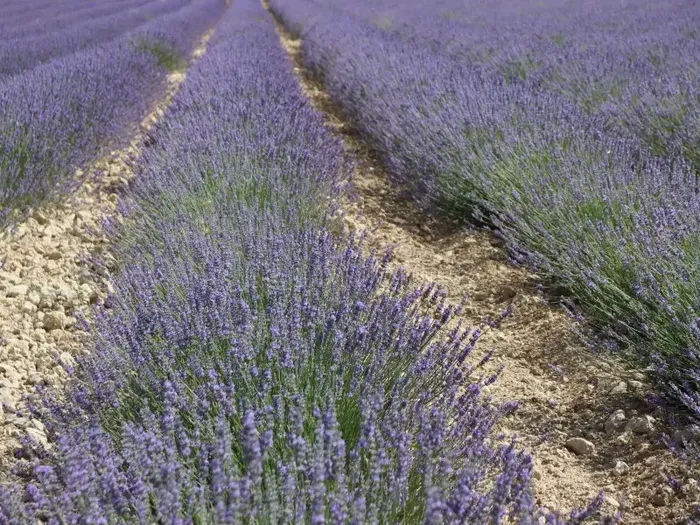 lavanda - 1