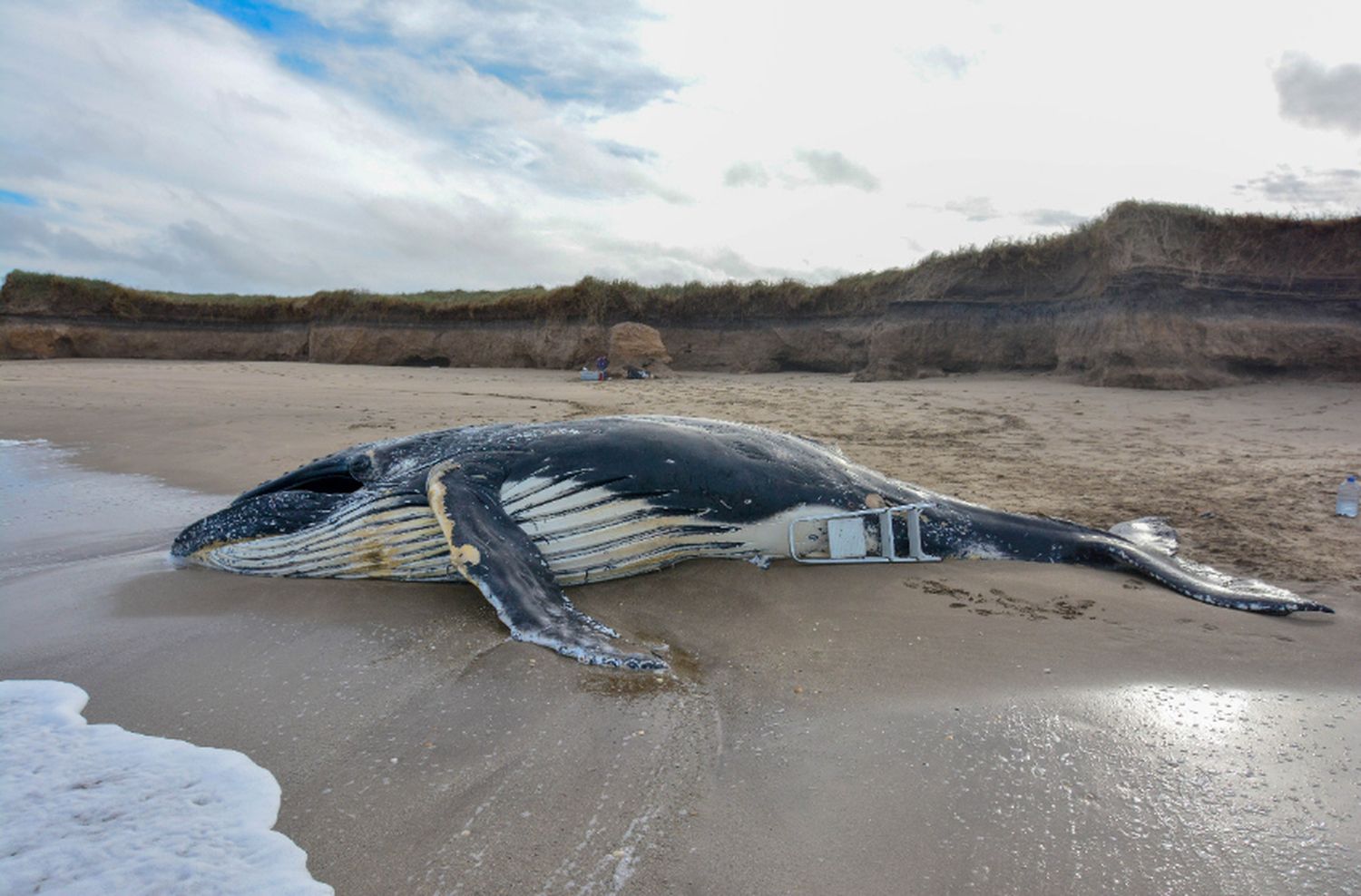 Encontraron una ballena muerta e investigan las causas