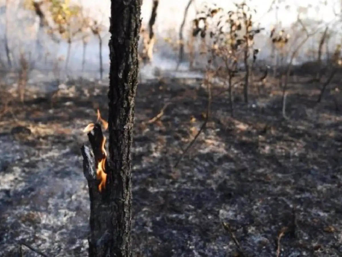 El G7 moviliza 20 millones de dólares para combatir el fuego en la Amazonía