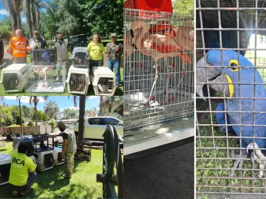 Guacamayos, flamengos, pavos reales y más: Decomisan ejemplares de fauna silvestre en Gualeguay