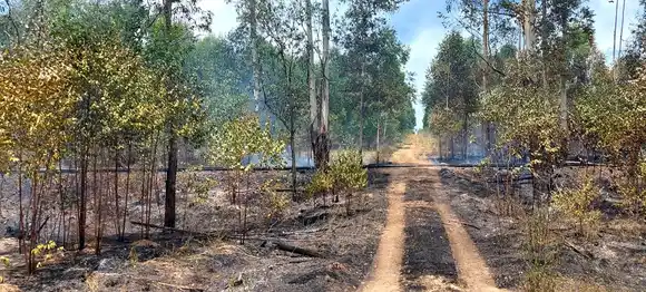 Incendio forestal en Osvaldo Magnasco