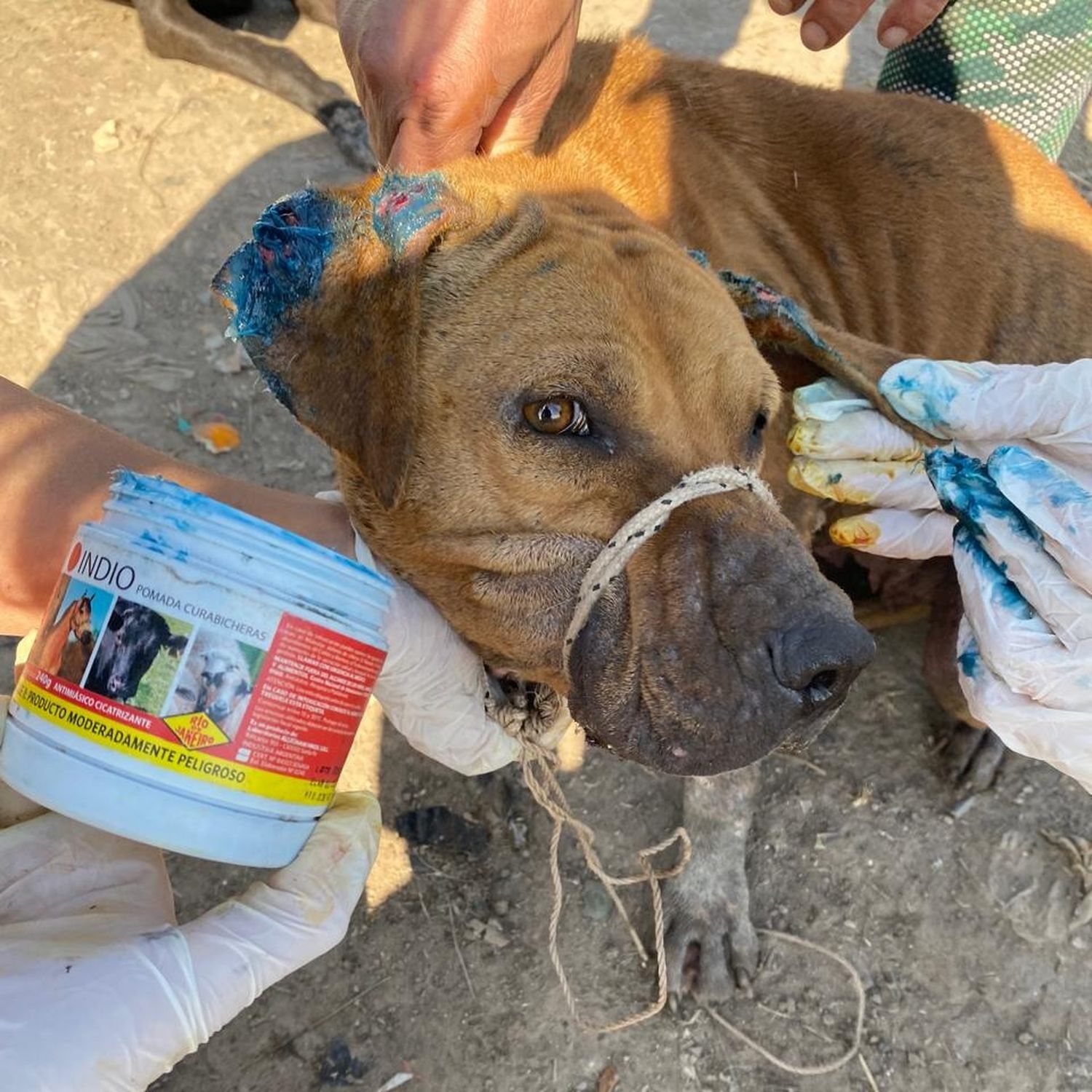 “Seamos Manada”: un trabajo silencioso que rescata animales y protege a la comunidad