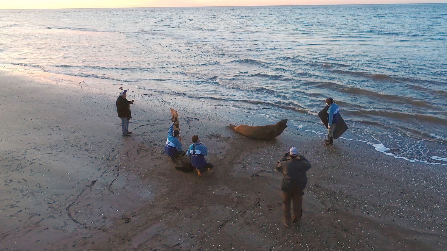 Video: Un elefante marino pudo volver al mar