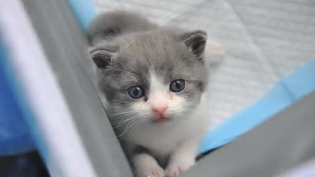 China clonó el primer felino