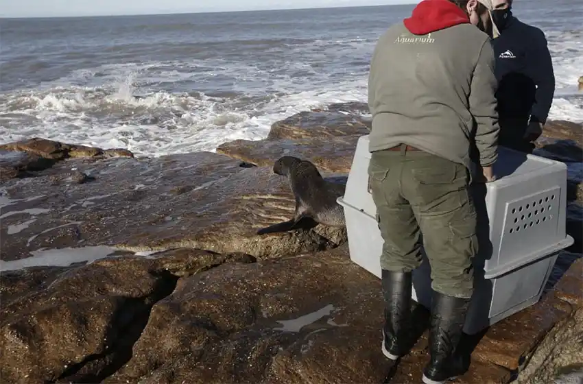 Volvió al mar el lobo marino que había sido encontrado en La Perla