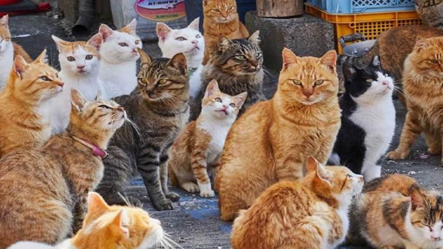 ¡CRUELDAD! Hallan en Vietnam 2.000 gatos muertos destinados a la medicina tradicional