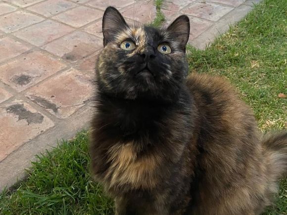 Buscan a una pequeña gatita perdida
