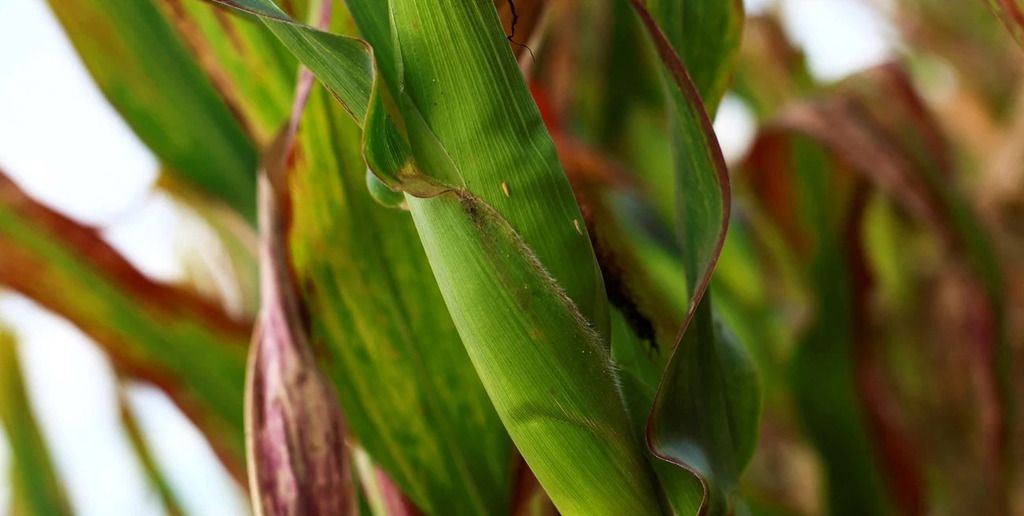 Con lluvias oportunas, el maíz asegura pisos de rinde y eleva expectativas