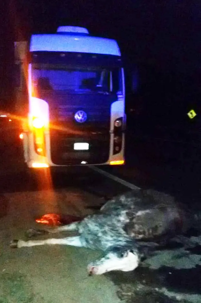 Un camión atropella accidentalmente un equino