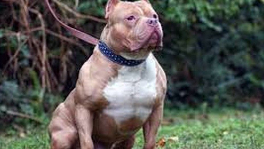 Un pitbull le mordió la cara a una nena de 5 años: el padre llevaba un bebé en brazos y también sufrió heridas