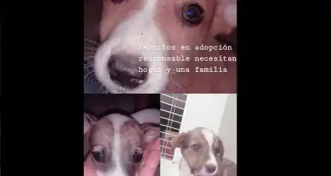 Perritos en adopción