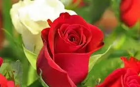 Para nuestra amiga Tere