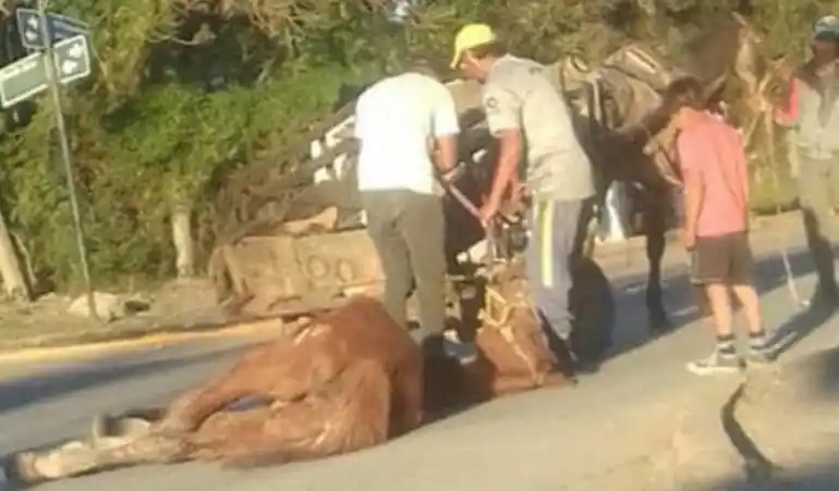 Un caballo se desplomó en plena calle y lo levantaron a rebencazos
