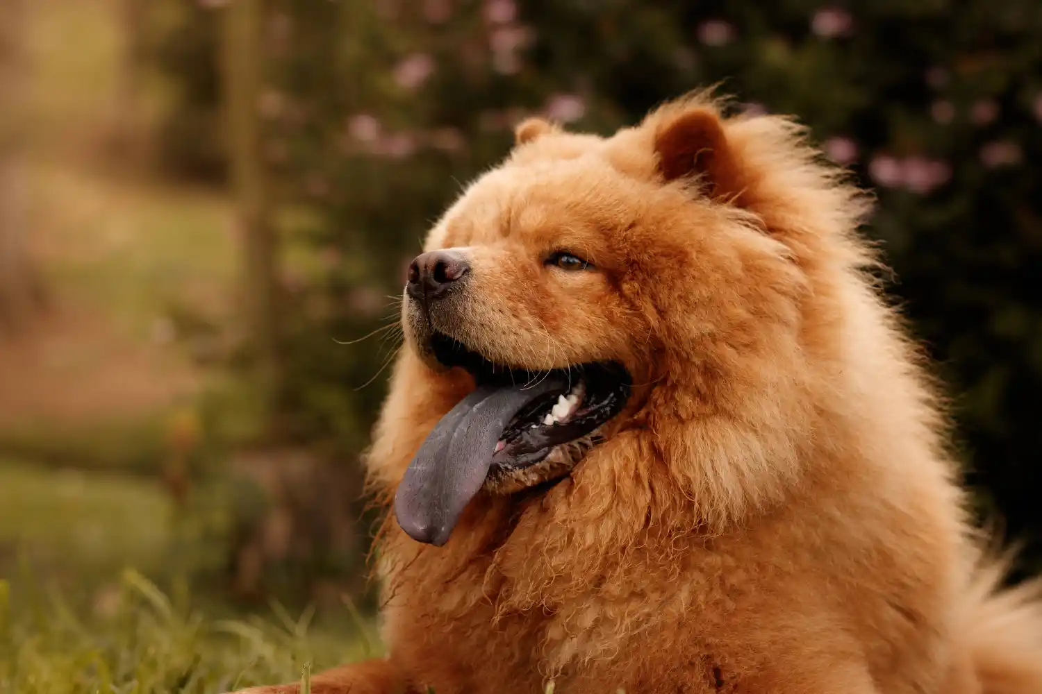 Perro de raza Chow Chow