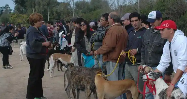 Acorralados por la legislación, los galgueros quieren seguir en competencia