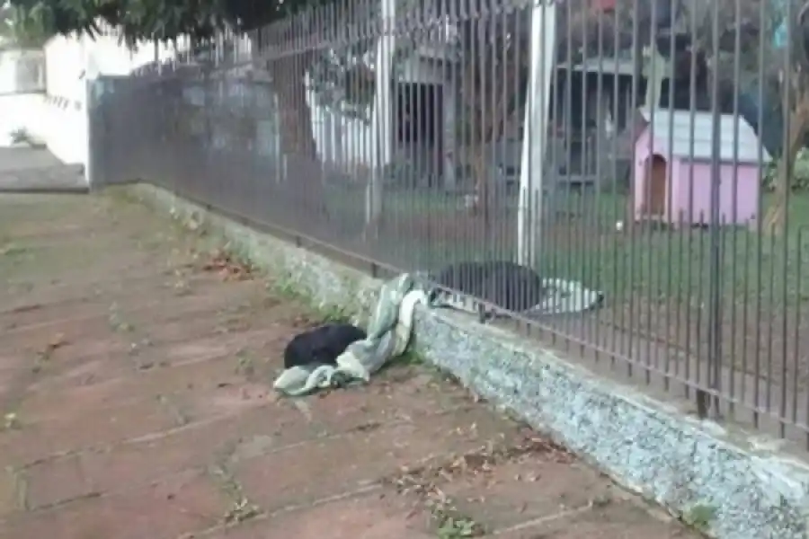 Solidaridad perruna | Un perro recién adoptado le comparte su manta a otro perro callejero