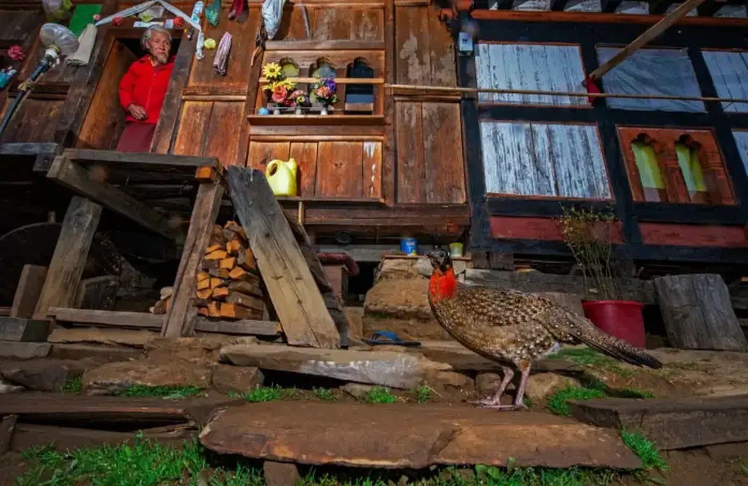 Fotografías de vida silvestre 2021