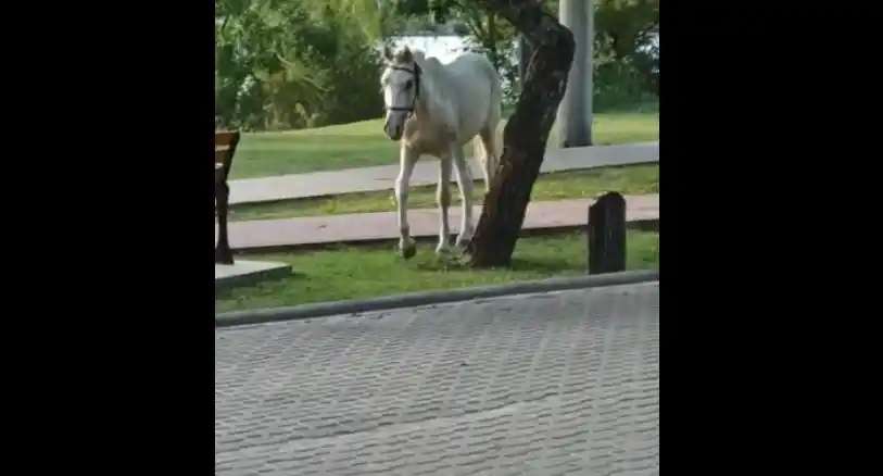 Una nena casi termina gravemente herida por un caballo suelto