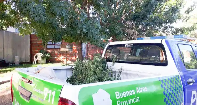 Tenía una plantación de marihuana y lo acusaron de vender drogas