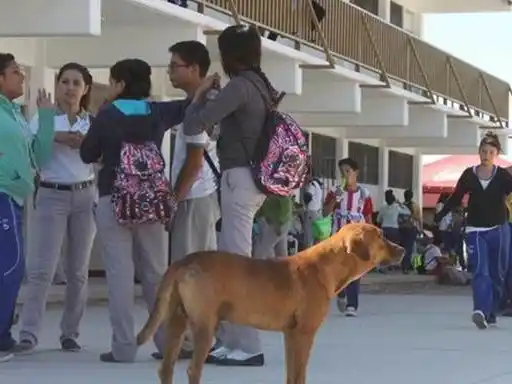Una escuela de Concordia pidió que los alumnos no vayan acompañados por sus perros