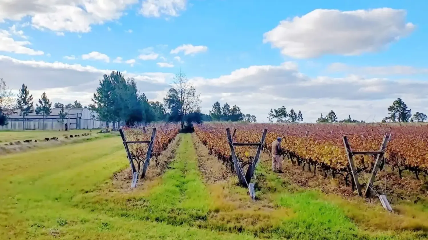 La provincia suma su primer viñedo orgánico certificado