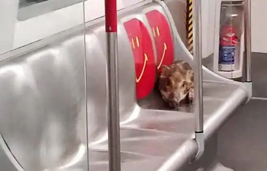 COMO UN VIAJERO MÁS: Un jabalí se sube dos veces al metro en Hong Kong