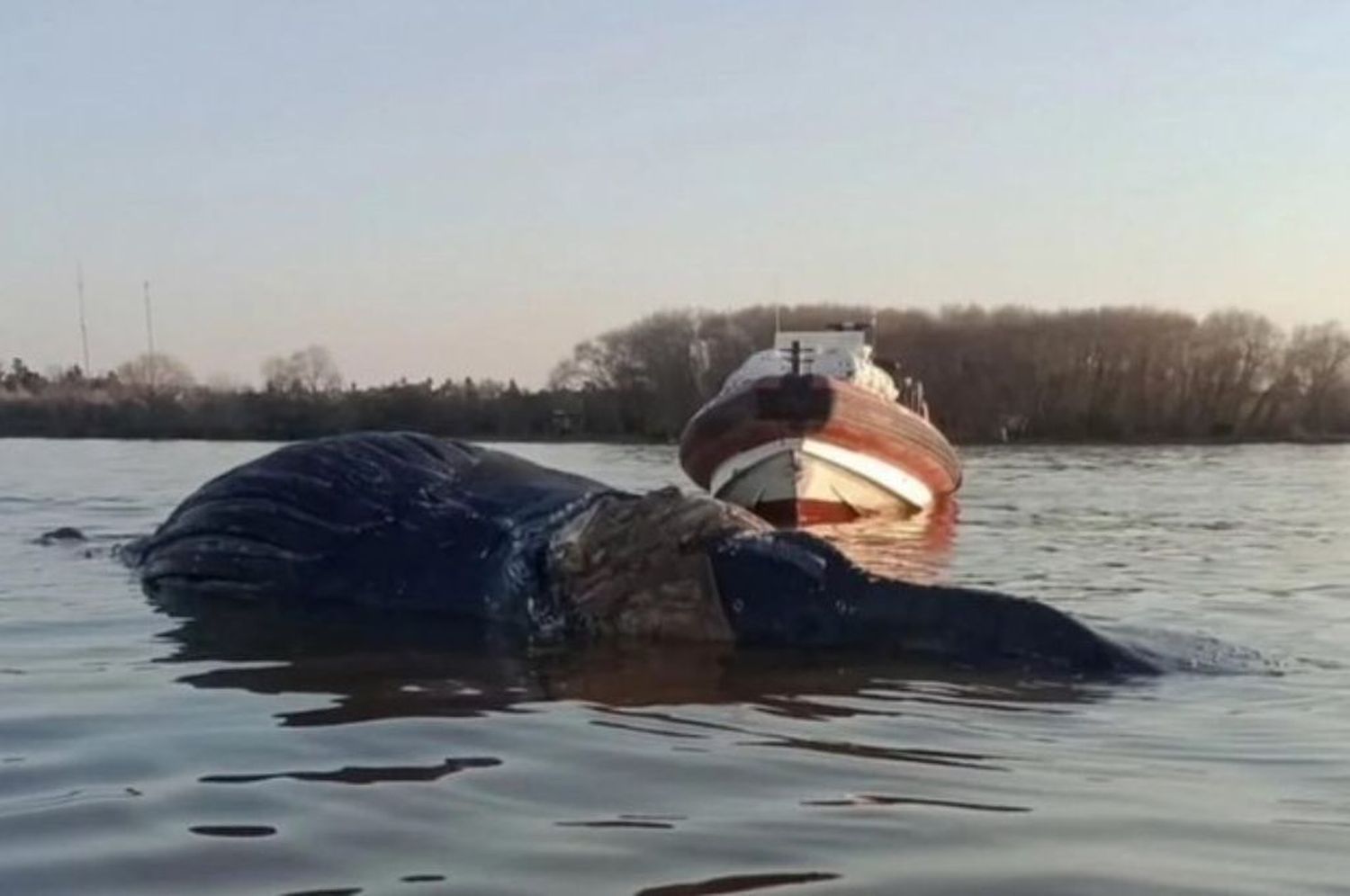 Hallaron ballena muerta