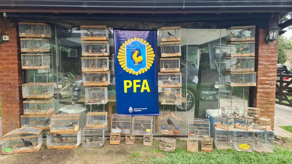 Rescatan aves autóctonas en cautiverio valuadas en casi un millón de pesos