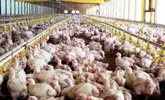 Tecnificación e infraestructura, es lo que falta en la producción avícola