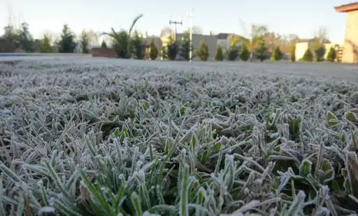 Advierten que las heladas de los últimos días pueden llegar a afectar el rendimiento del trigo