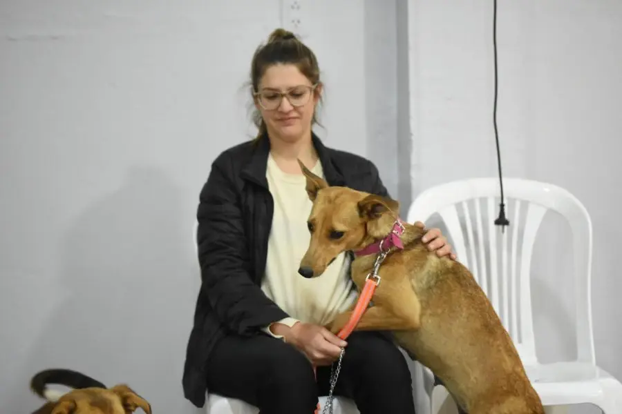 El municipio brinda servicio de atención para animales