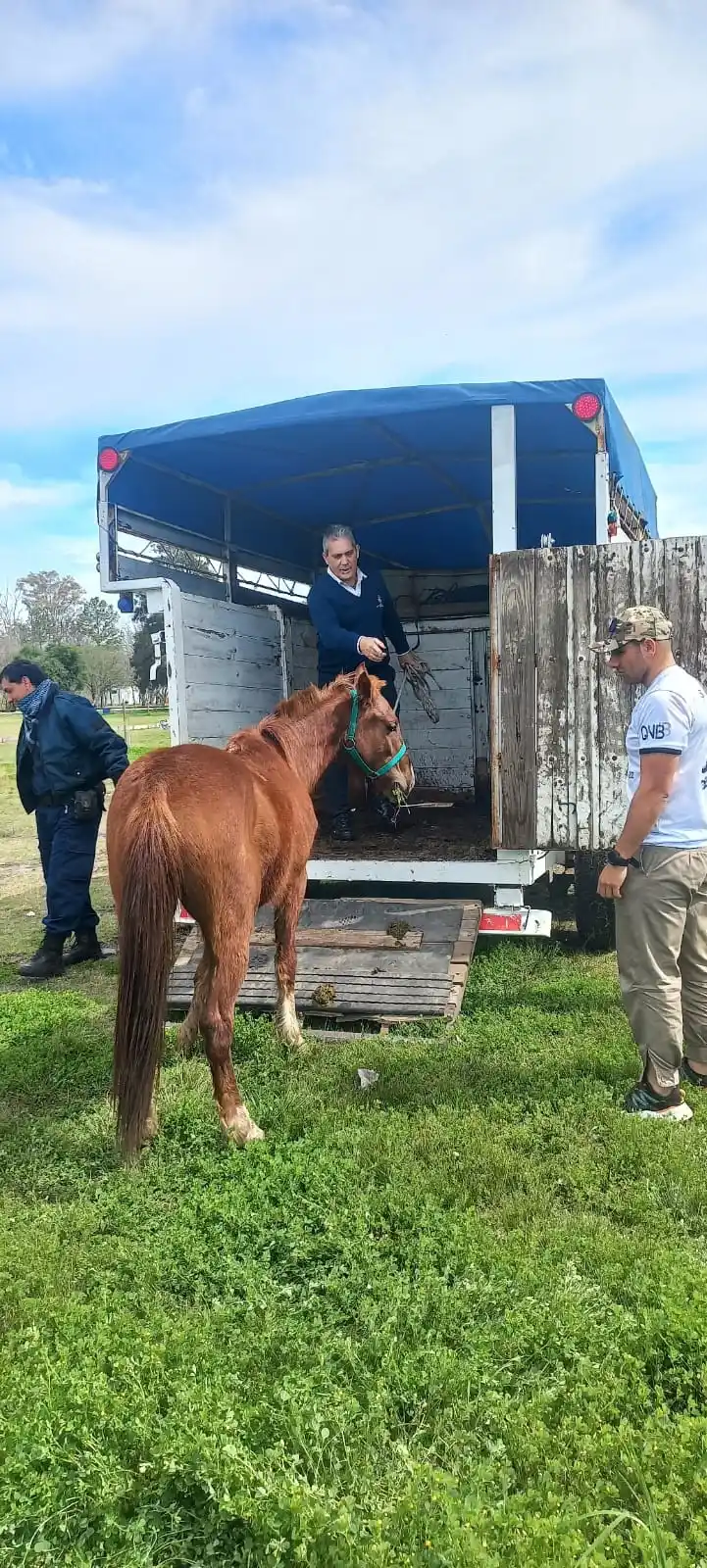 Otra vez caballos sueltos en la ciudad: esta vez fueron encontrados dos en el Camino de la Costa
