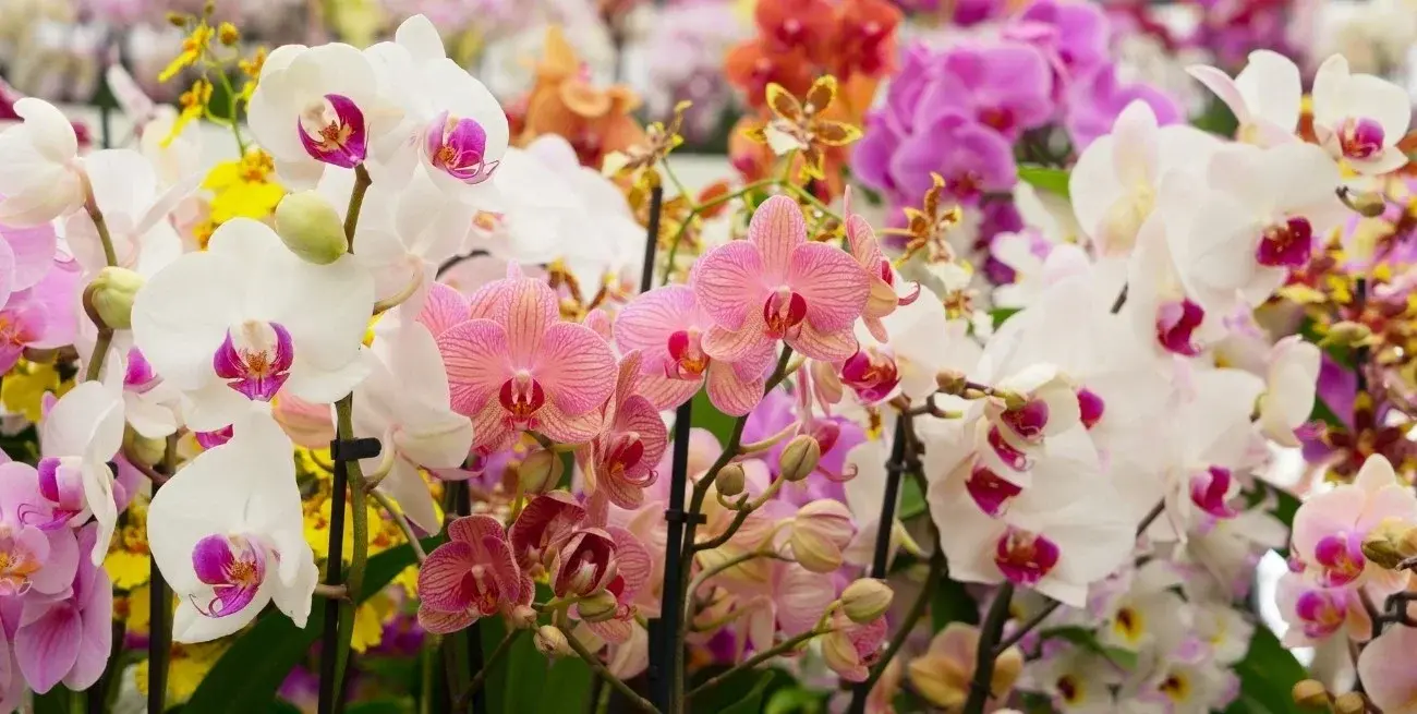 Orquídeas: los cuidados clave para que sus flores duren más tiempo