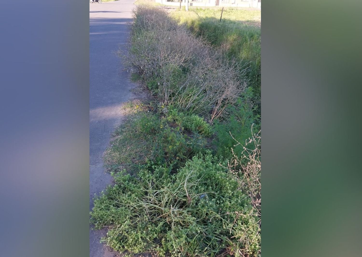Reclamos por pasto y yuyos en calle Benefactoras Sampedrinas