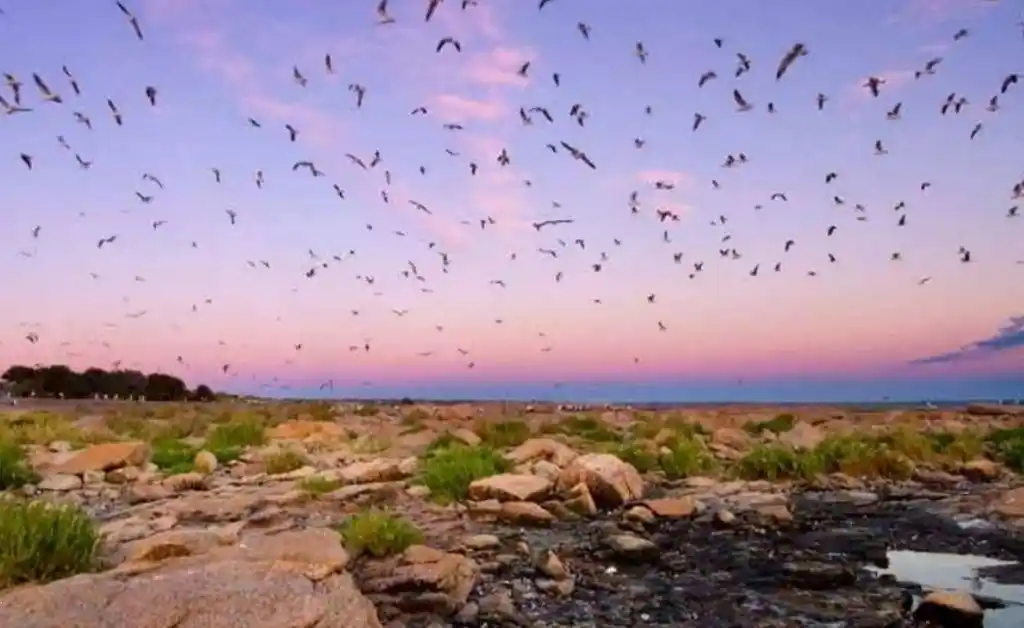 Río Negro autorizó la transferencia a Nación para crear el “Parque Nacional Islote Lobos”